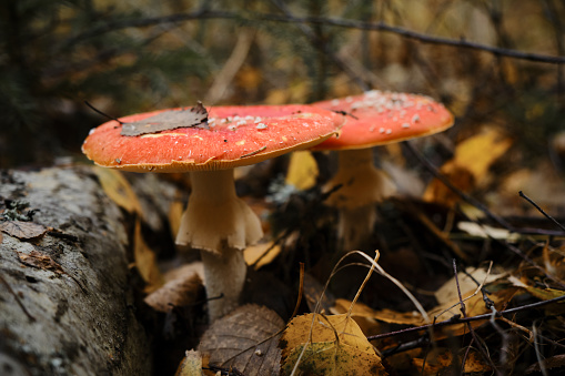Amanita muscaria Macro photo. Concept of environment and nature of autumn forest in detail. Two red fly agaric poisonous and dangerous inedible mushrooms grow in autumn forest.