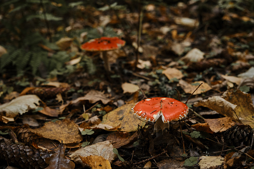 Amanita muscaria Macro photo. Concept of environment and nature of autumn forest in detail. Two red fly agaric poisonous and dangerous inedible mushrooms grow in autumn forest.
