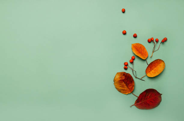 istock Autumn composition of leaves on a green background 1434432663