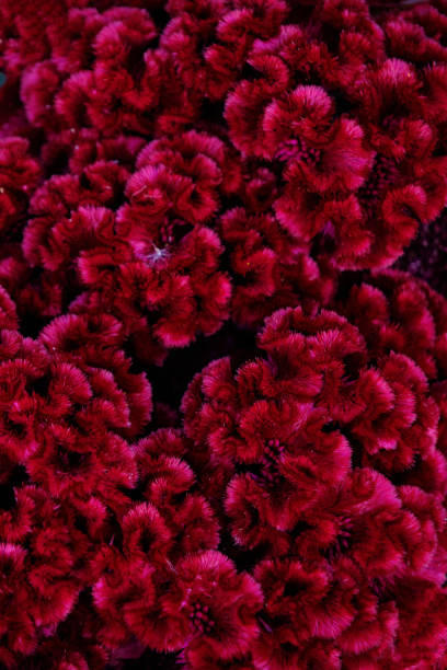 istock Abstract bright burgundy background with flower celosia combed closeup. 1434433849