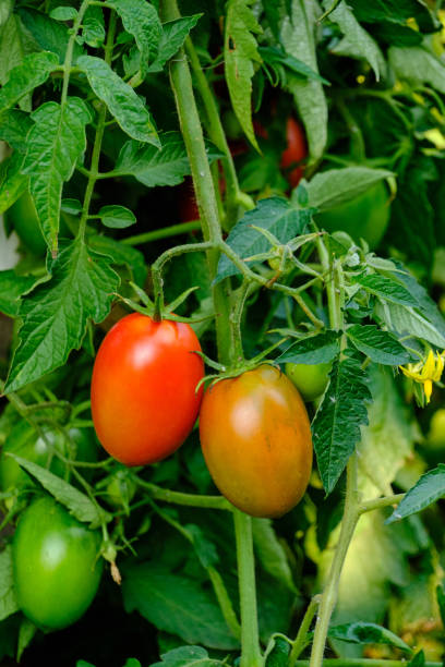 istock Bright red ripe tomatoes in garden on bush. 1434433858