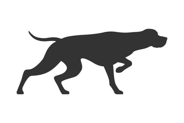 Pointer dog Pointer dog graphic icon . Hunters dog sign isolated white background. Vector illustration dog pointing stock illustrations