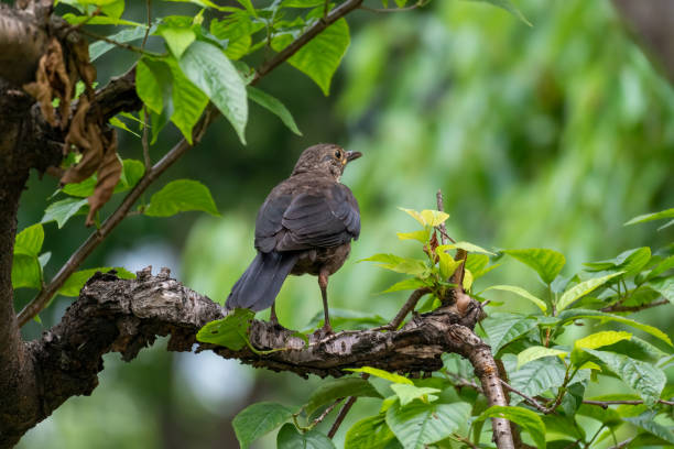 istock Close-up of a sitting common blackbird during spring time 1434434333