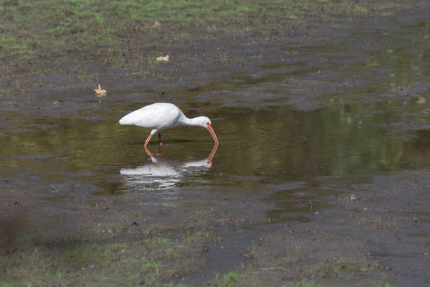 A summer drought has resulted in a drying pond where a white ibis is digging for food.