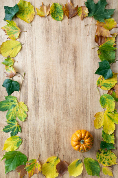 Thanksgiving background with pumpkins and leaves Thanksgiving background with pumpkins and leaves over light wooden table hhh stock pictures, royalty-free photos & images