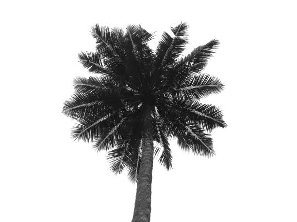 Coconut palm tree isolated on white background, monochrome image