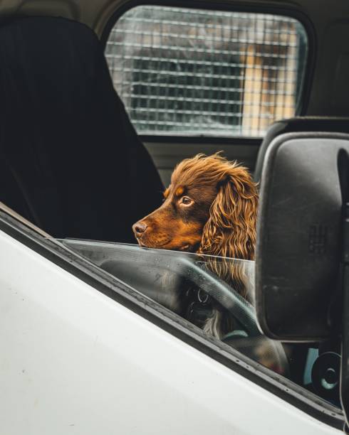 A vertical shot of a beautiful Boykin Spaniel dog watching out of a van window