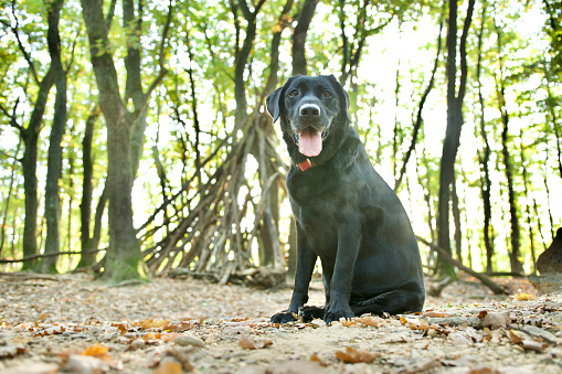 Cute and proud black labrador dog in the clear morning light, looking at the camera in a deep French forest near Lyon.