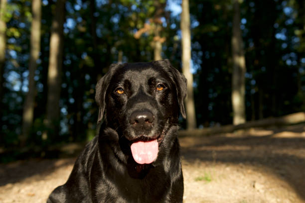 istock Beautiful labrador dog in a forest 1434441048