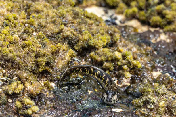 Photo of Rockskipper also known as combtooth blenny, resting on rocks on ilot sancho island, Mauritius