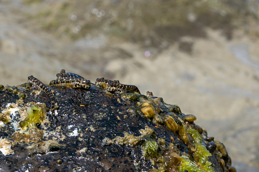 Jewelled Rockskipper Rockskipper Also Known As Combtooth Blenny Resting On Rocks On Ilot ...