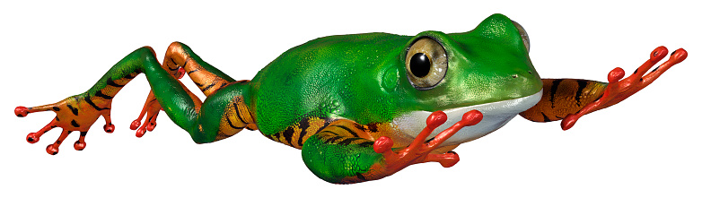 3D rendering of an Amazon tree frog isolated on white background