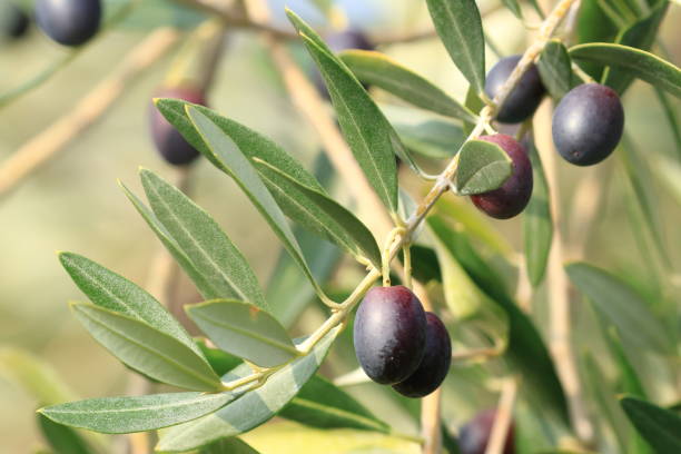 istock Olives on tree, fresh and healthy fruit, ready for harvest 1434444091