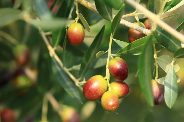 istock Olives on tree, fresh and healthy fruit, ready for harvest 1434444122
