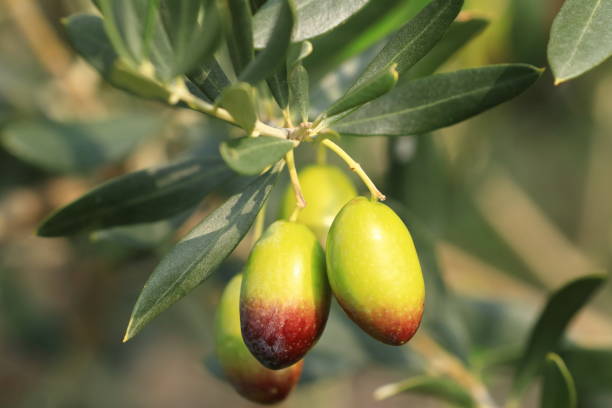 Olives on tree, fresh and healthy fruit, ready for harvest stock photo