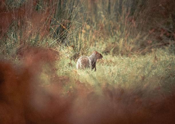 istock A Ground squirrel standing in a greenfield 1434444405