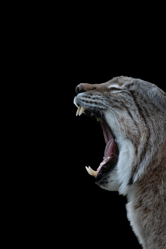 yawning lynx on a black background