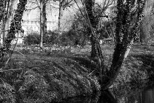 Kings College Chapel viewed through trees in springtime in the historic university town of Cambridge, England, UK.