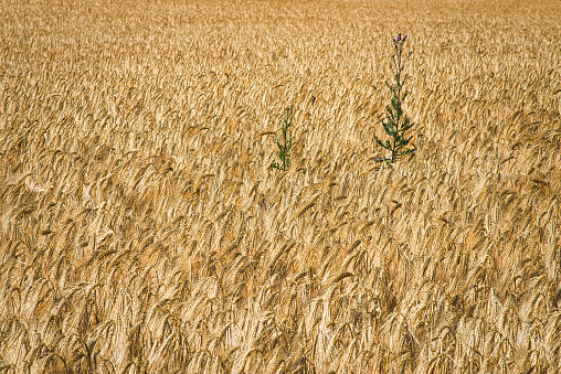 Golden wheat field with full ripe cereals close up photography and blue sky in the background.