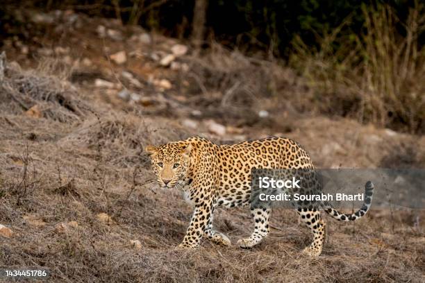 Wild Male Leopard Or Panther Or Panthera Pardus Fusca Side Profile Walking With Eye Contact In Dry Summer Season At Jhalana Leopard Reserve Forest Jaipur Rajasthan India Asia Stock Photo - Download Image Now
