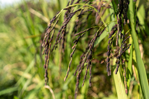 Close up of black rice in the field