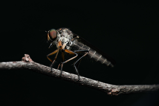 Robber fly from the Asilidae family, one of the aggressive predatory flies