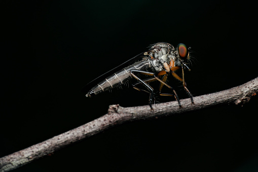 Robber fly from the Asilidae family, one of the aggressive predatory flies