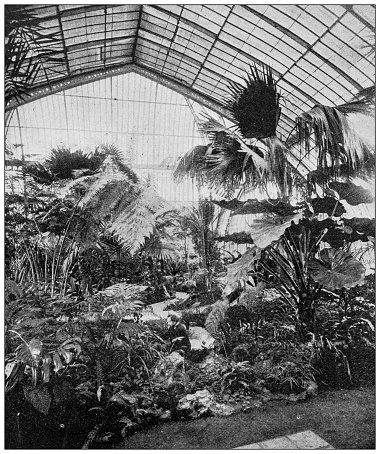 Antique image: New Paris greenhouse, 1898