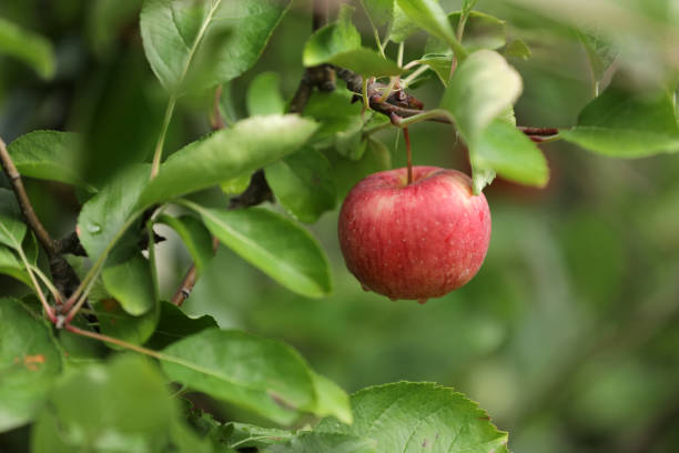 istock Apples Apple harvest in South Tyrol 1434456370