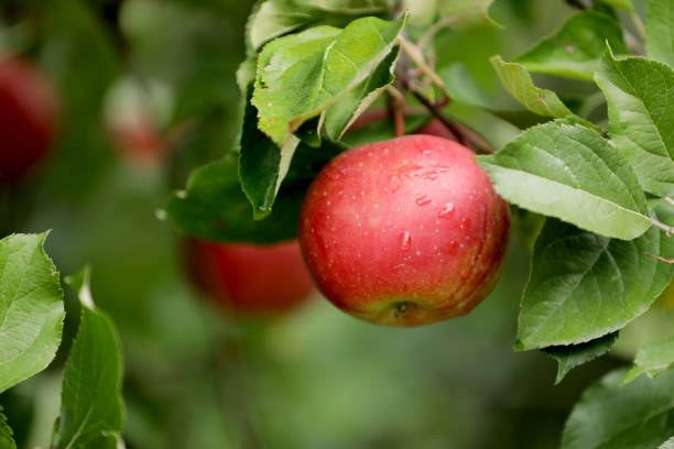istock Apples Apple harvest in South Tyrol 1434456406