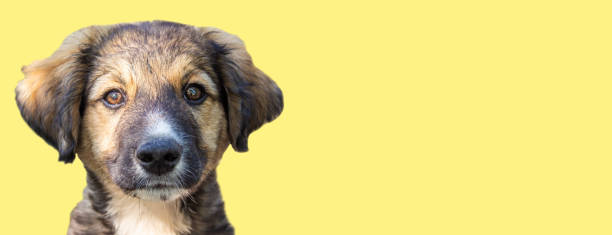 istock Brown dog isolated on color background. Web banner. 1434456940