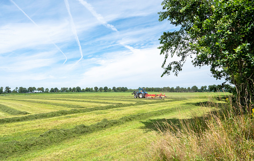 Hay bales in an alfalfa field waiting to be picked up for winter storage.