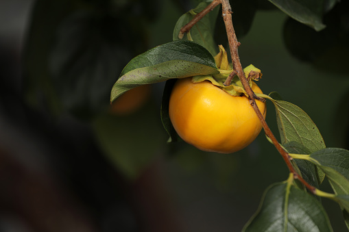 Kaki Persimmon orange fruit on a tree