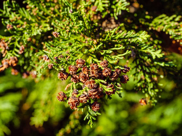 istock Thuja twig with detail brown cones closeup 1434458314