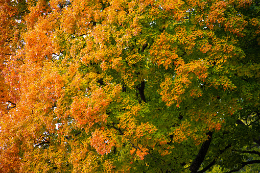 Leaves turning from green to orange.