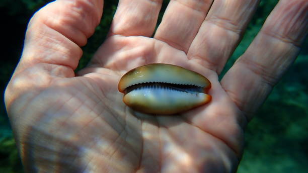 바다 달팽이의 조개 다이버의 손에 갈색 카우리 또는 루리아 루리 (luria lurida), 에게 해 - sea snail 뉴스 사진 이미지