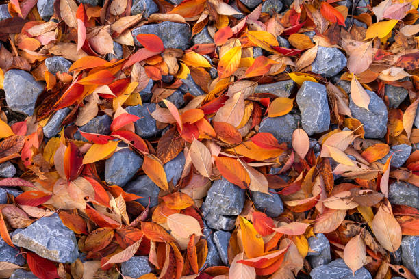 Autumn orange-yellow foliage lying among the cobblestones. Top view.