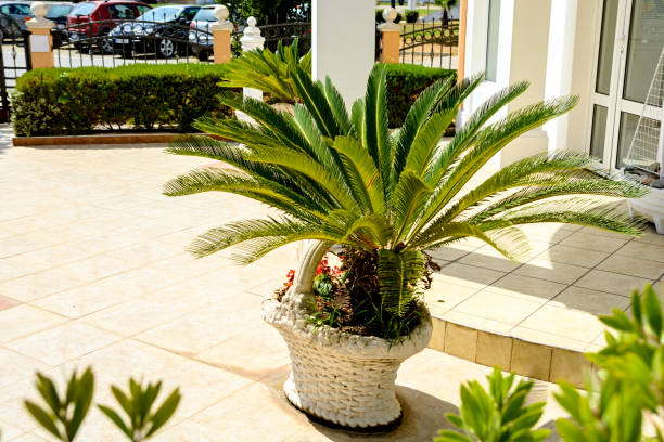 istock Decorative palm in the flowerpot 1434463584