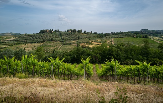 A green landscape of green vineyards in Certaldo Tuscany