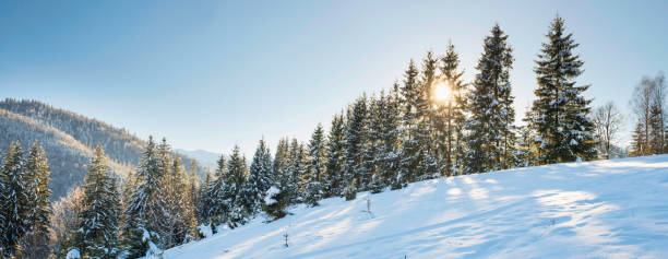 istock Winter forest in snow at hill 1434463931