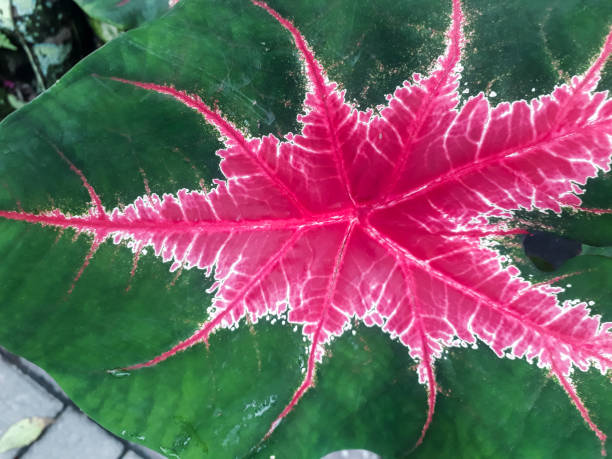 istock Heart of Jesus Plant Leaf texture 1434464250