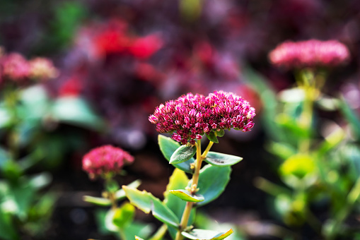 Purple flower Sedum Herbstfreude on a city flowerbed in an autumn park. Bright Hylotelephium spectabile plant on the lawn closeup. A beautiful decorative perennial plant