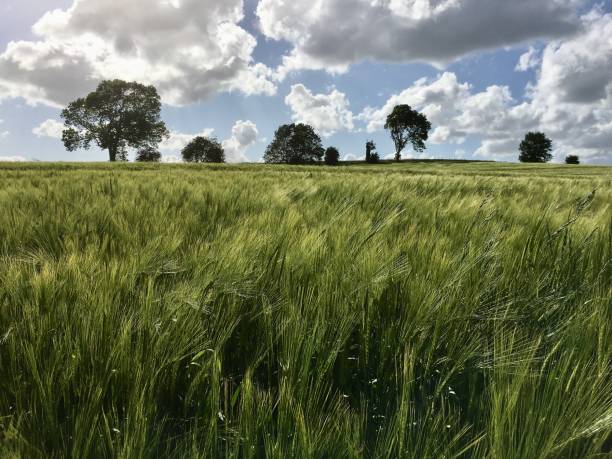 istock England's Green and Pleasant Land 1434464864