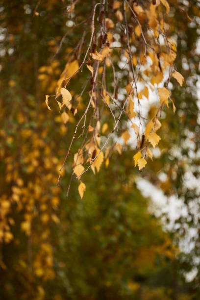 istock Autumn background. Red and orange autumn leaves background 1434464914