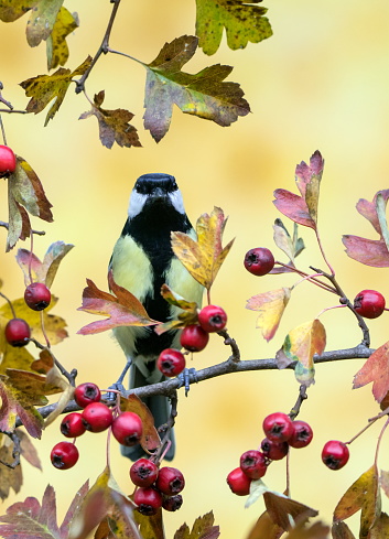 Great tit in autumn,Eifel,Germany.
Please see more than 1000 songbird pictures of my Portfolio.
Thank you!