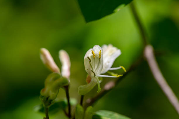 flowers captured in Bohinj valley Slovenia