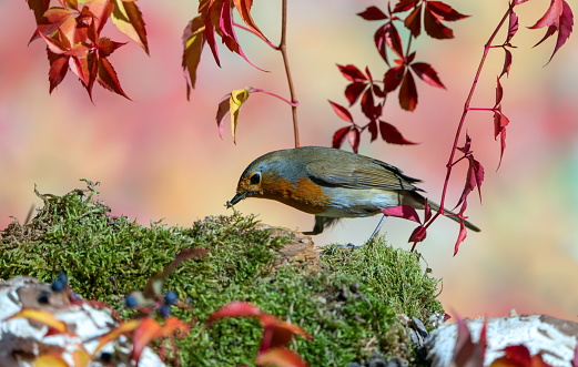 Robin in autumn,Eifel,Germany.
Please see more than 1000 songbird pictures of my Portfolio.
Thank you!