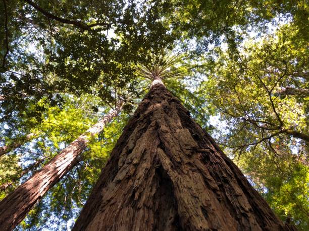 istock Low-angle view of a beautiful forest on a sunny day 1434466499
