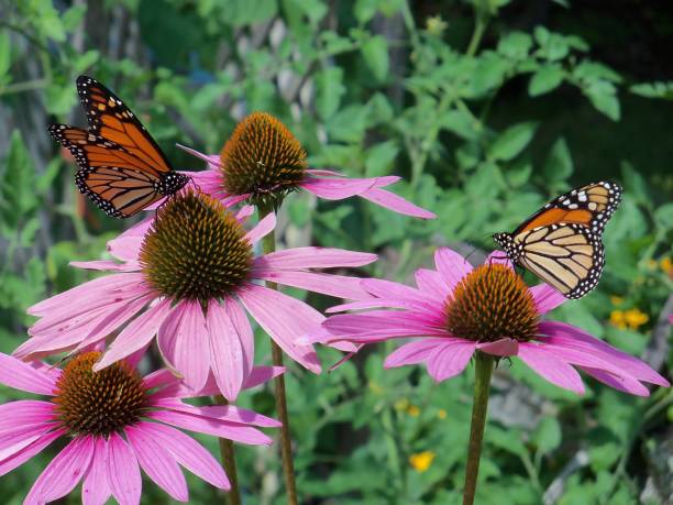istock Monarch on purple coneflowers 1434466905