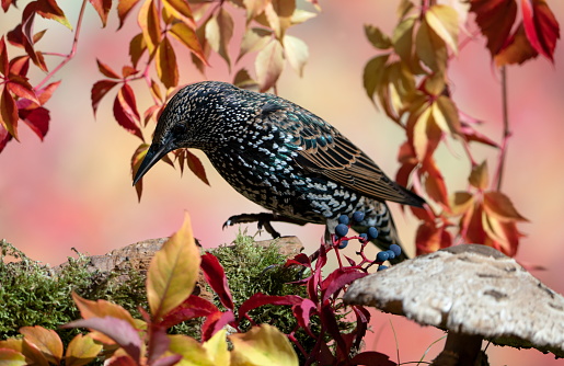 Starling in autumn,Eifel,Germany.\nPlease see more than 1000 songbird pictures of my Portfolio.\nThank you!